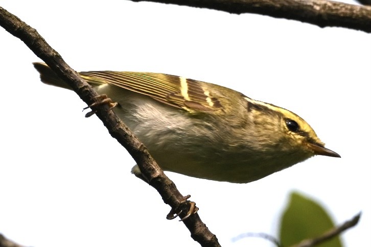 Pallas's Leaf Warbler - ML617414591