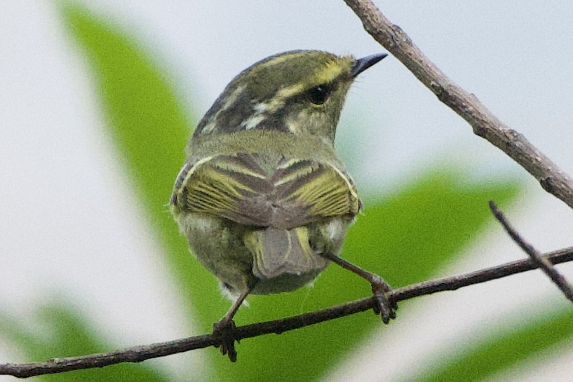 Pallas's Leaf Warbler - ML617414593