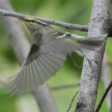 Pallas's Leaf Warbler - ML617414597