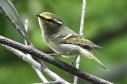 Pallas's Leaf Warbler - ML617414599