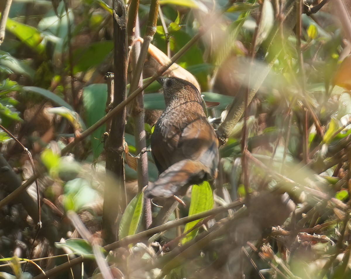 Bhutan Laughingthrush - Sudip Simha