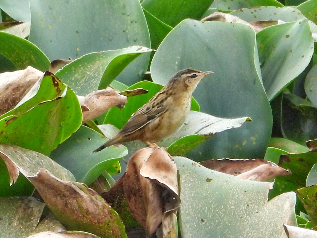 Pallas's Grasshopper Warbler - ML617414636