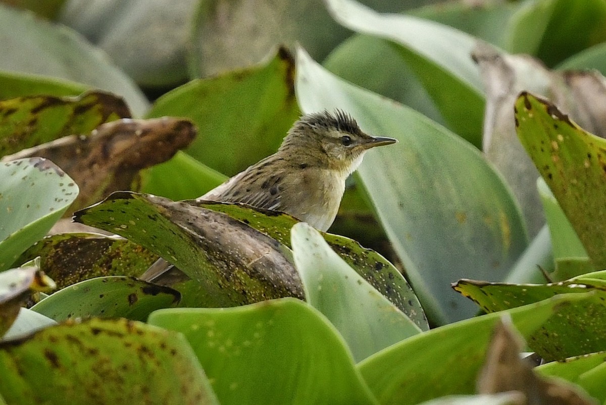 Pallas's Grasshopper Warbler - ML617414637