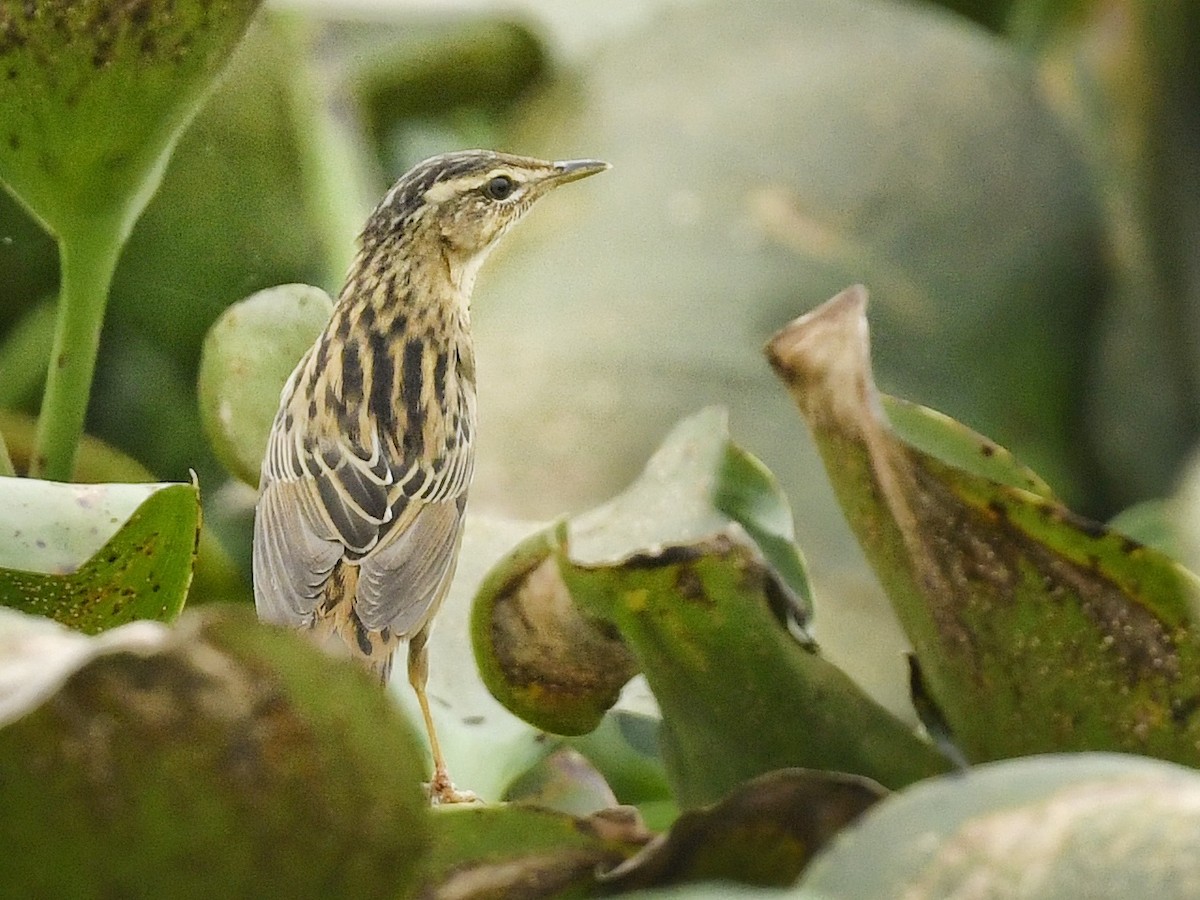 Pallas's Grasshopper Warbler - Renuka Vijayaraghavan