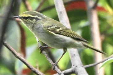 Pallas's Leaf Warbler - ML617414657