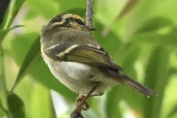 Pallas's Leaf Warbler - ML617414658