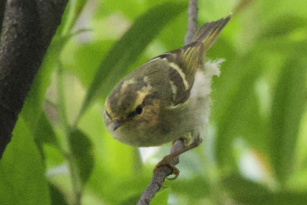 Pallas's Leaf Warbler - ML617414659