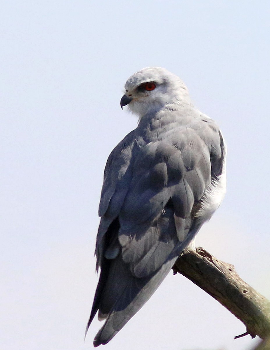 Black-winged Kite (African) - ML617414676