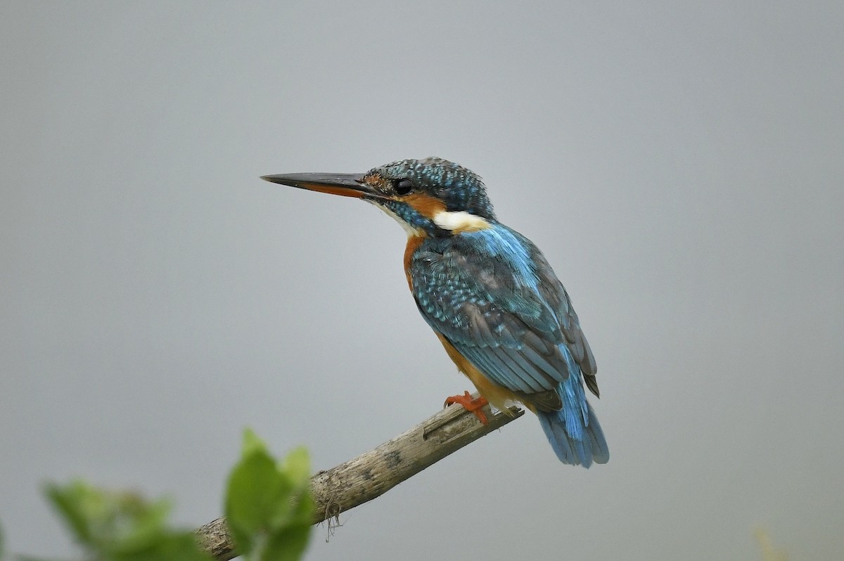 Martin-pêcheur d'Europe - ML617414687