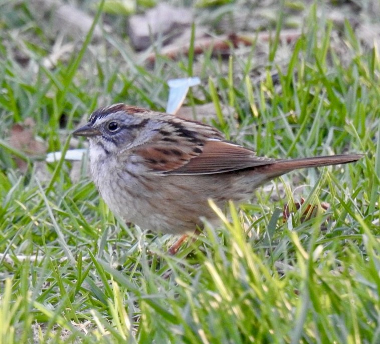 Swamp Sparrow - ML617414712
