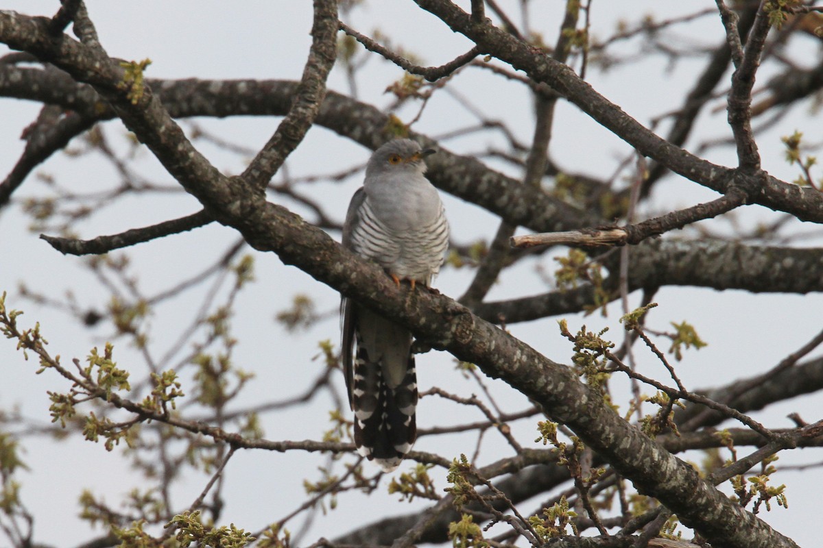 Common Cuckoo - ML617414736