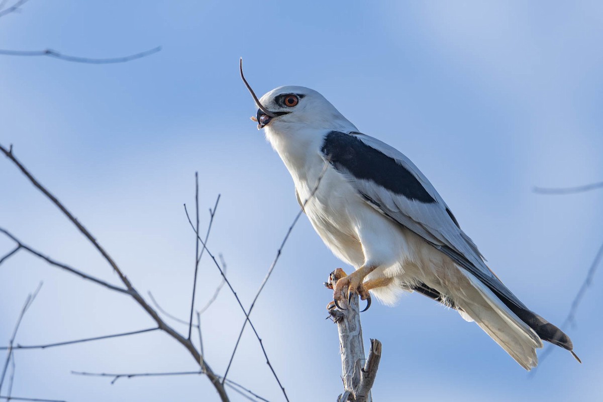 Black-shouldered Kite - Scott Jamieson