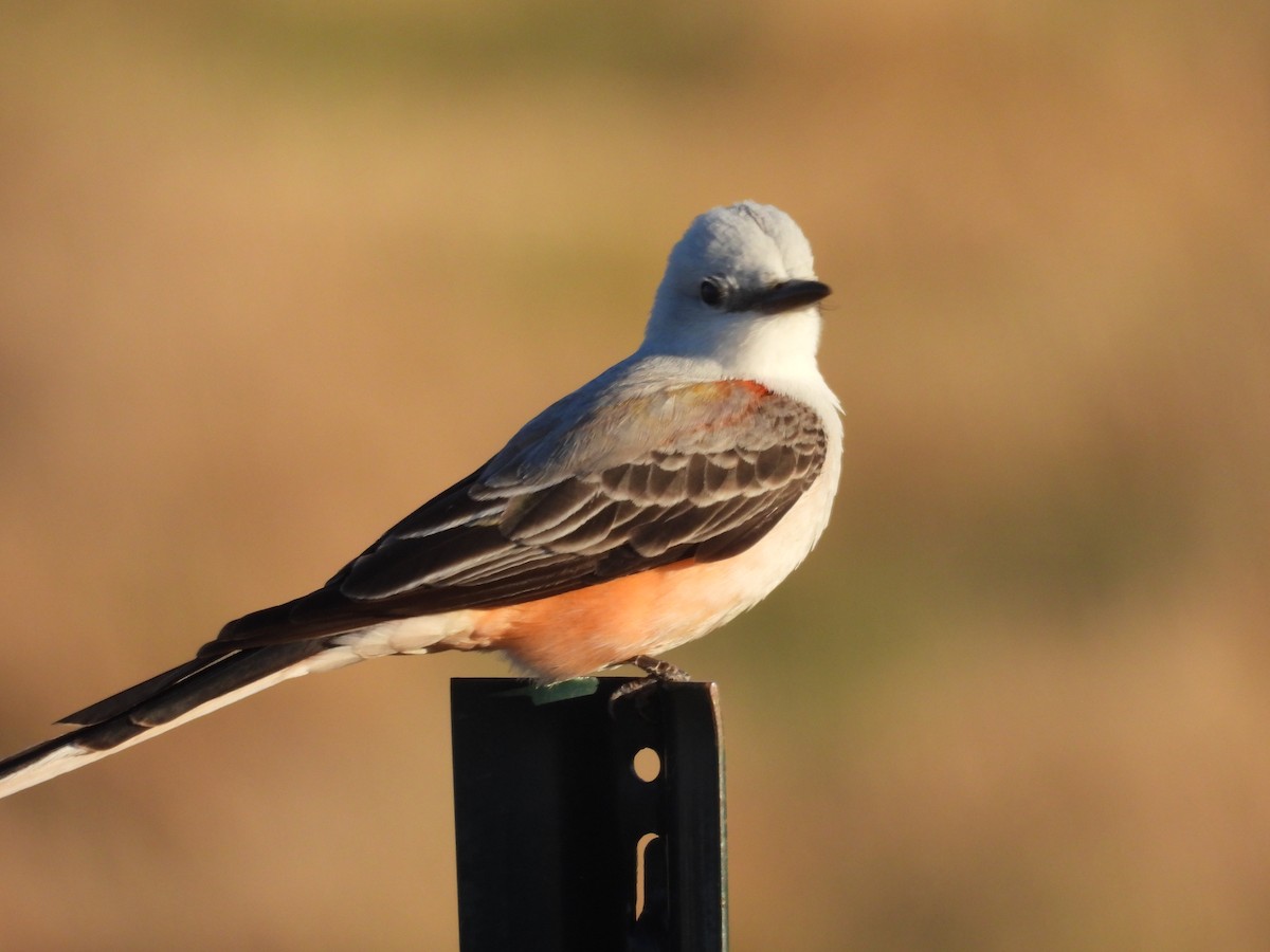 Scissor-tailed Flycatcher - ML617414777