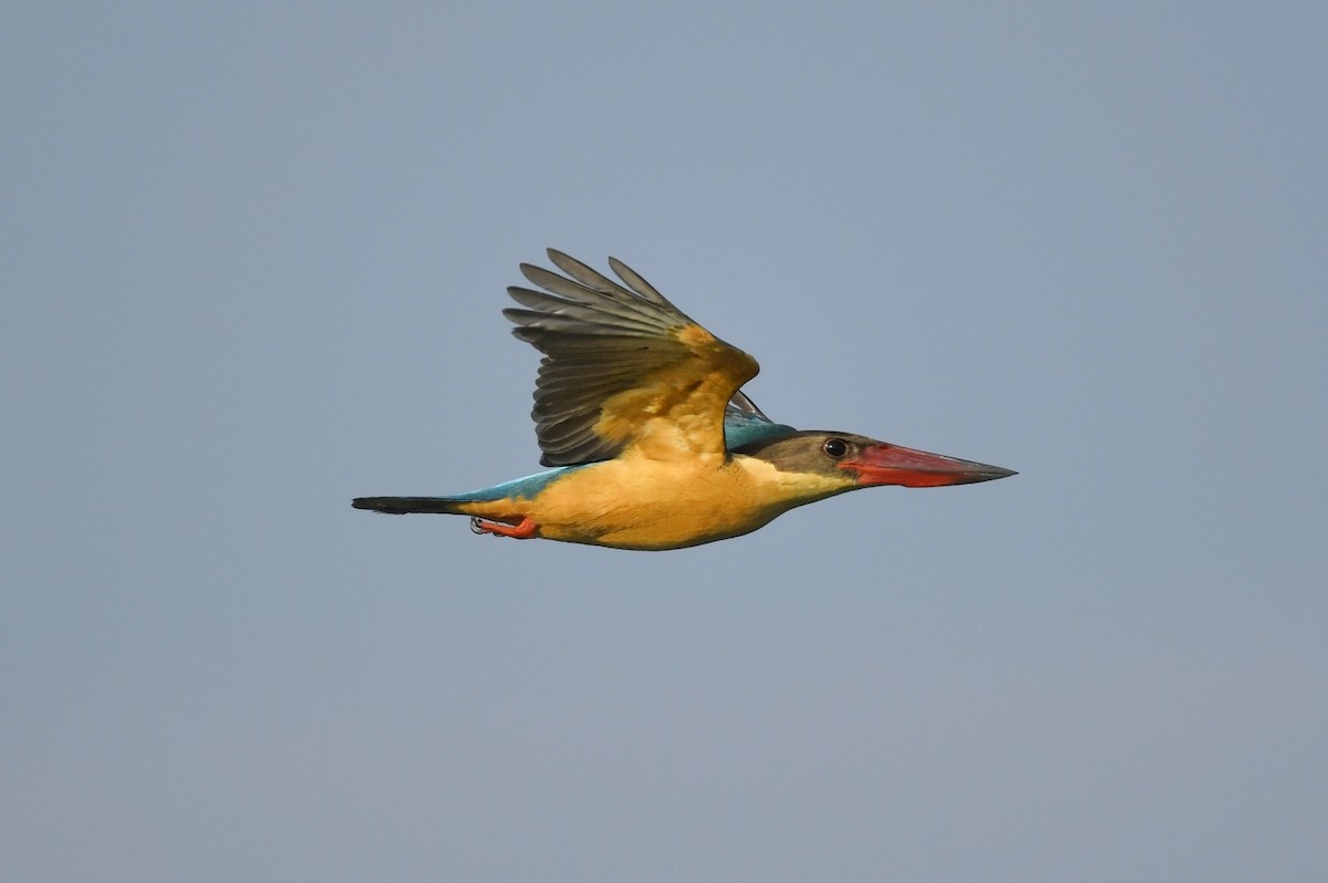 Stork-billed Kingfisher - Renuka Vijayaraghavan