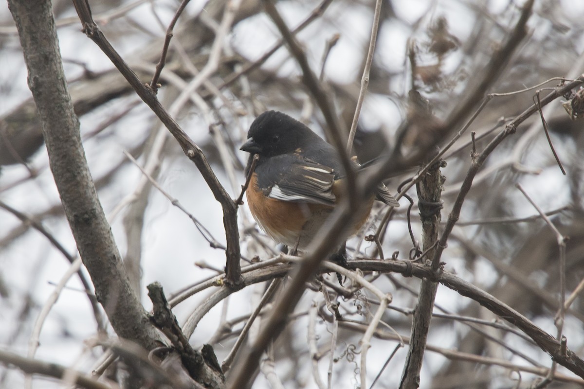 Eastern Towhee - ML617414797
