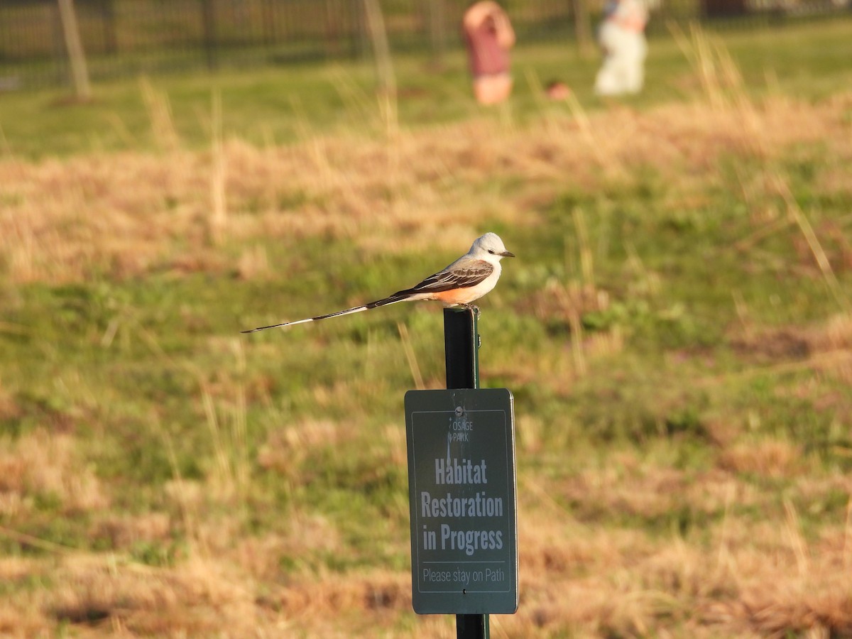 Scissor-tailed Flycatcher - ML617414806