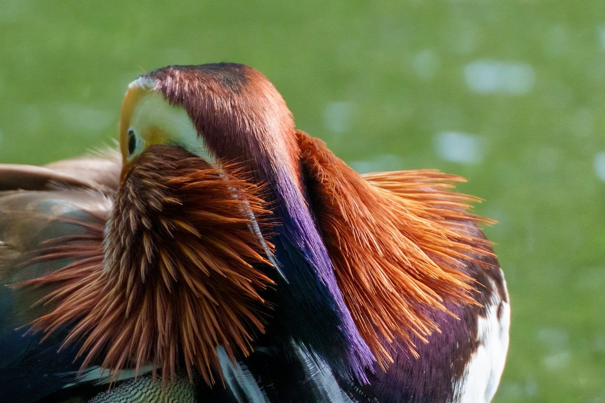 Mandarin Duck - ML617414839