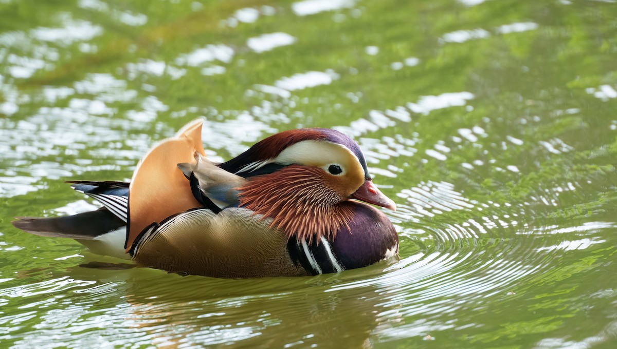 Mandarin Duck - ML617414842