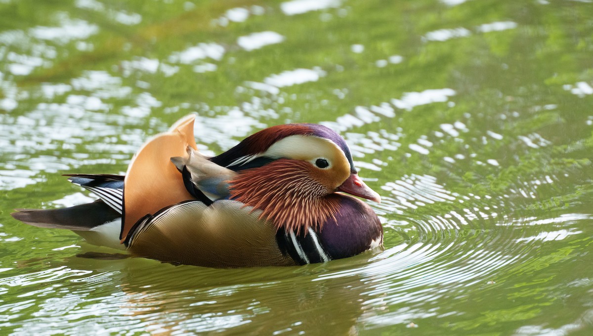 Mandarin Duck - ML617414843