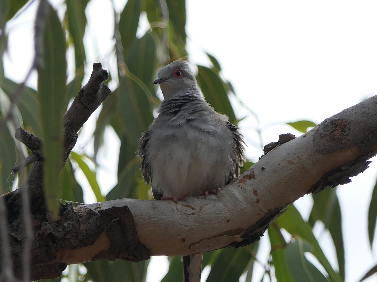 Diamond Dove - ML617414848