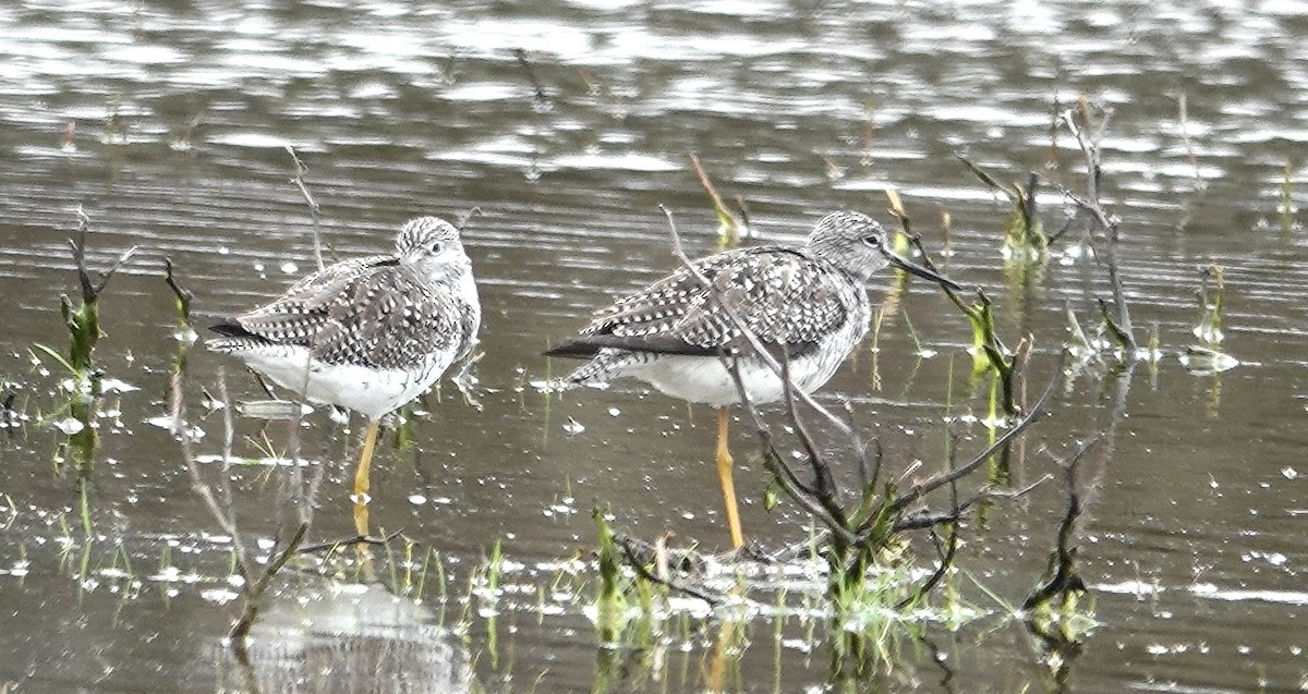 Greater Yellowlegs - ML617414880