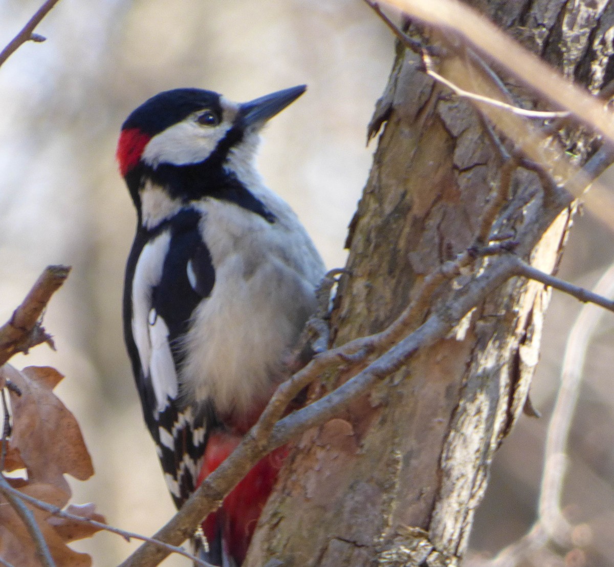 Great Spotted Woodpecker - ML617414883