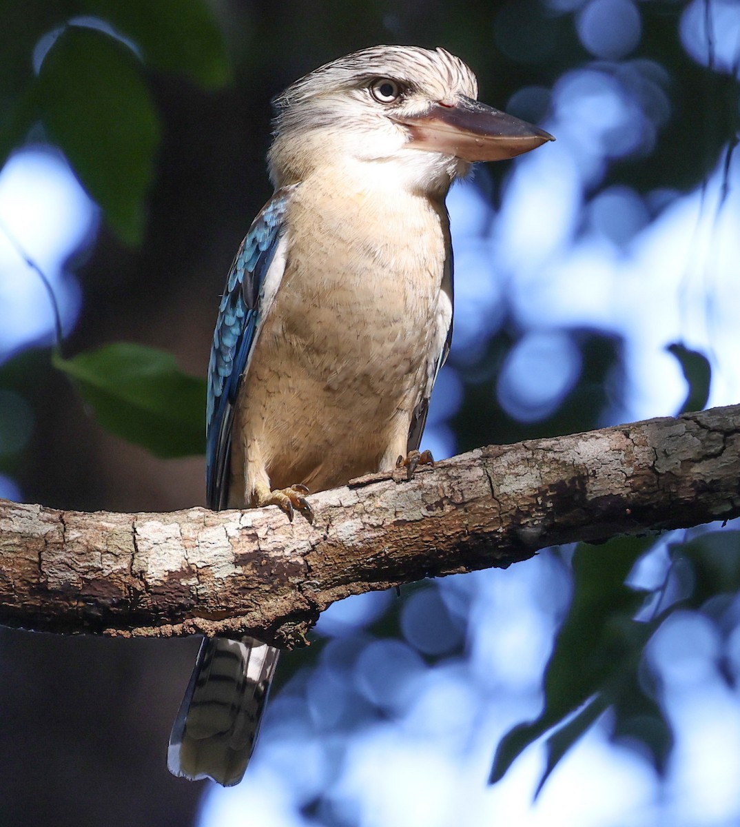 Blue-winged Kookaburra - ML617414985