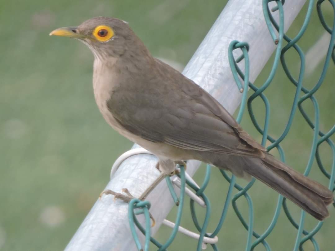 Spectacled Thrush - ML617415019