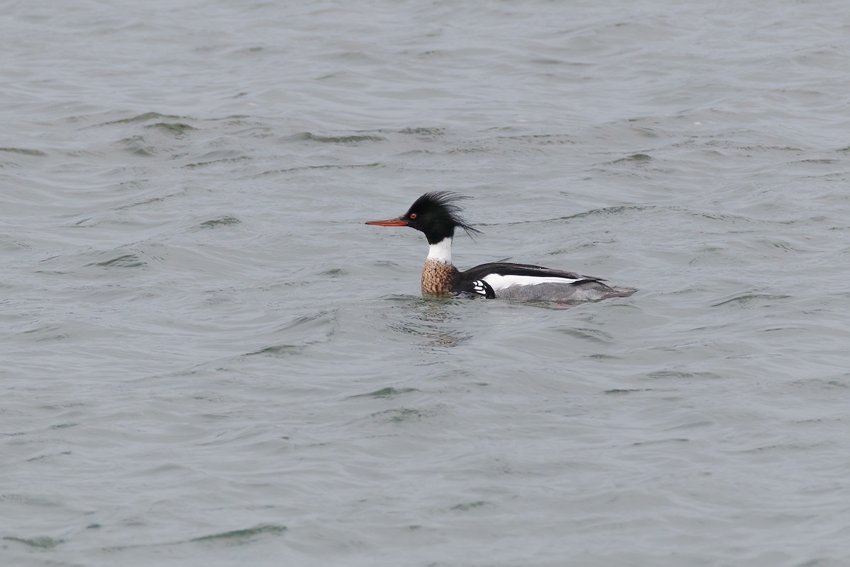 Red-breasted Merganser - ML617415024