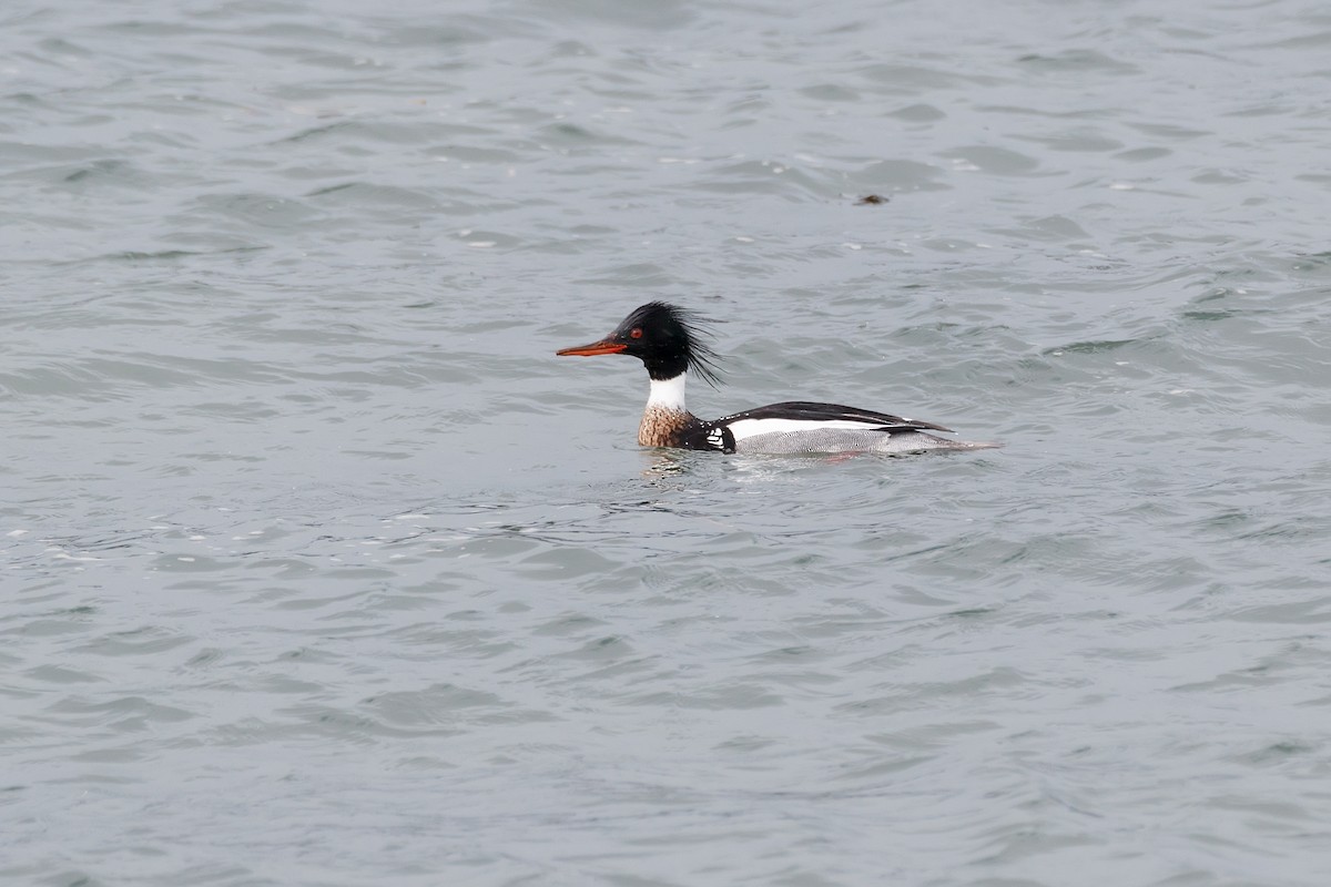 Red-breasted Merganser - ML617415028