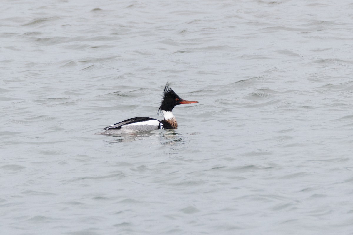 Red-breasted Merganser - ML617415035