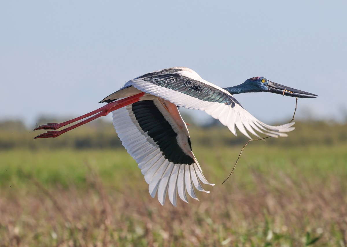 Black-necked Stork - ML617415039