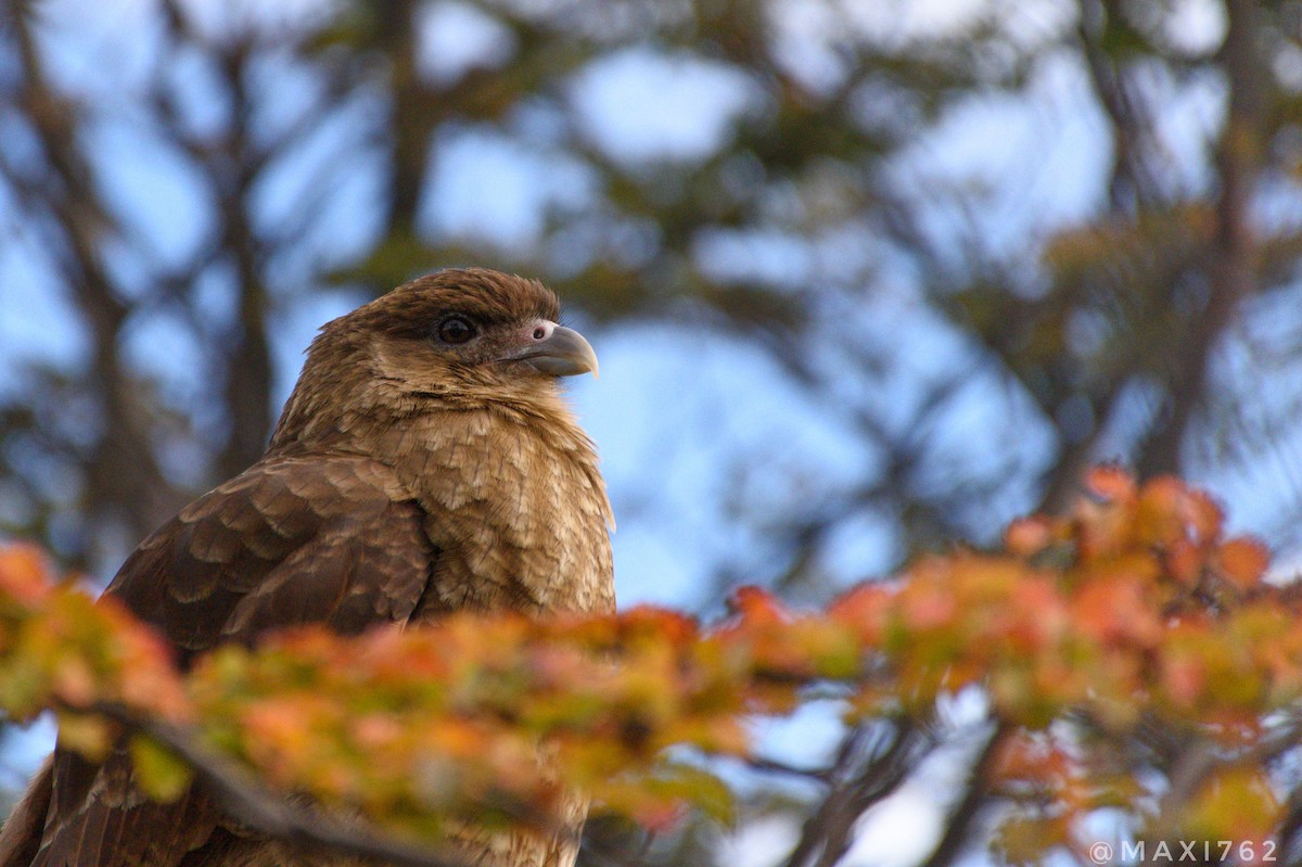 Caracara chimango - ML617415051