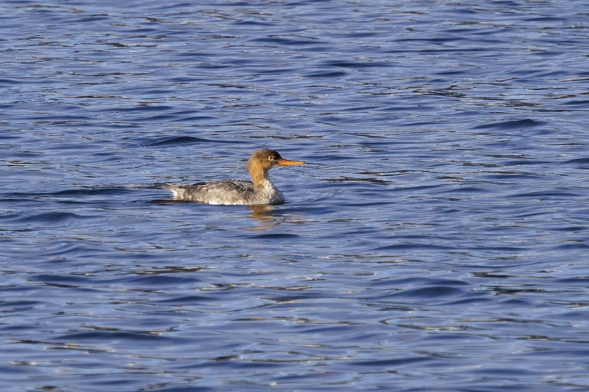 Red-breasted Merganser - ML617415058