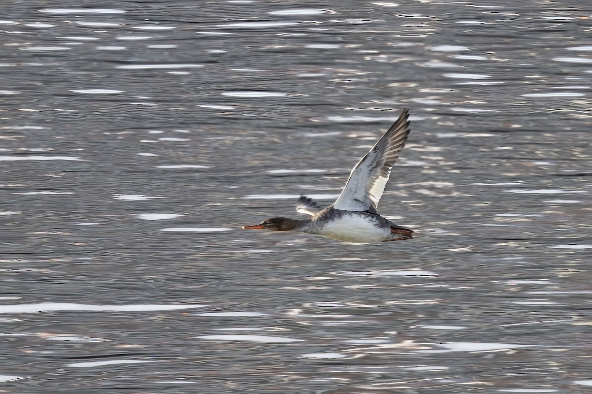 Red-breasted Merganser - ML617415061