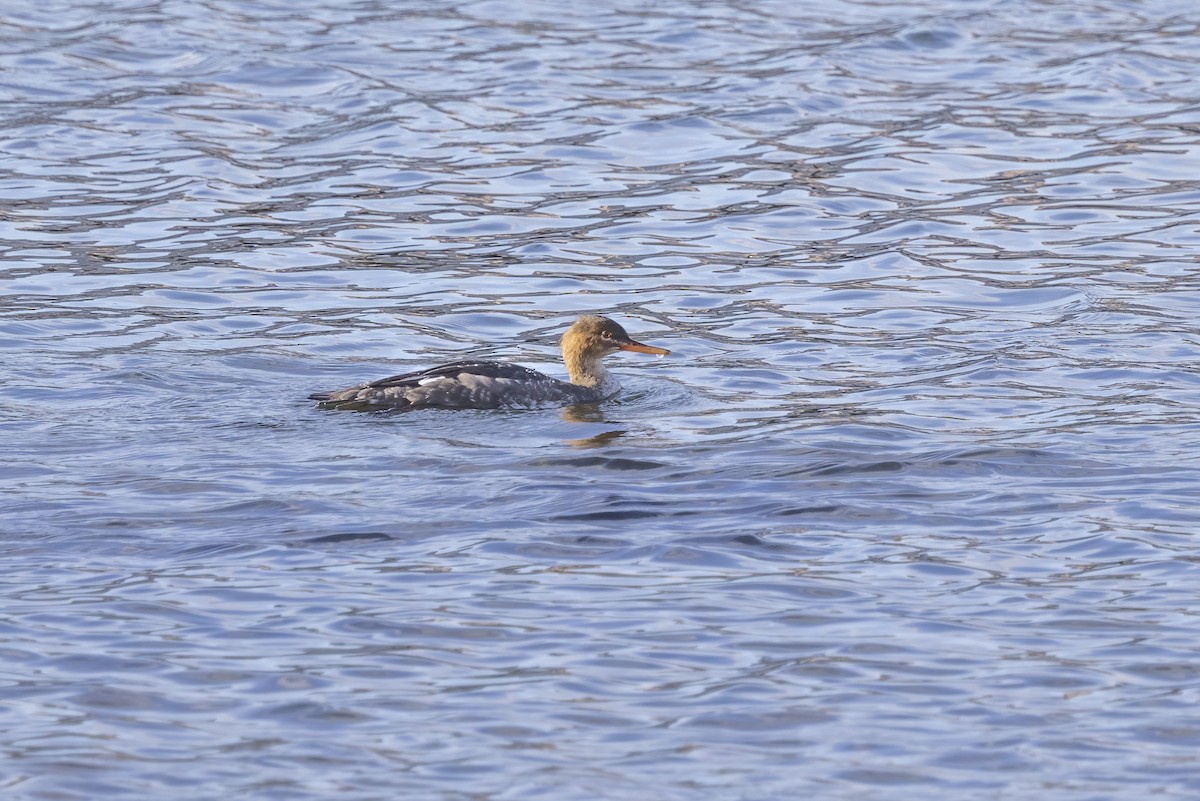 Red-breasted Merganser - ML617415063