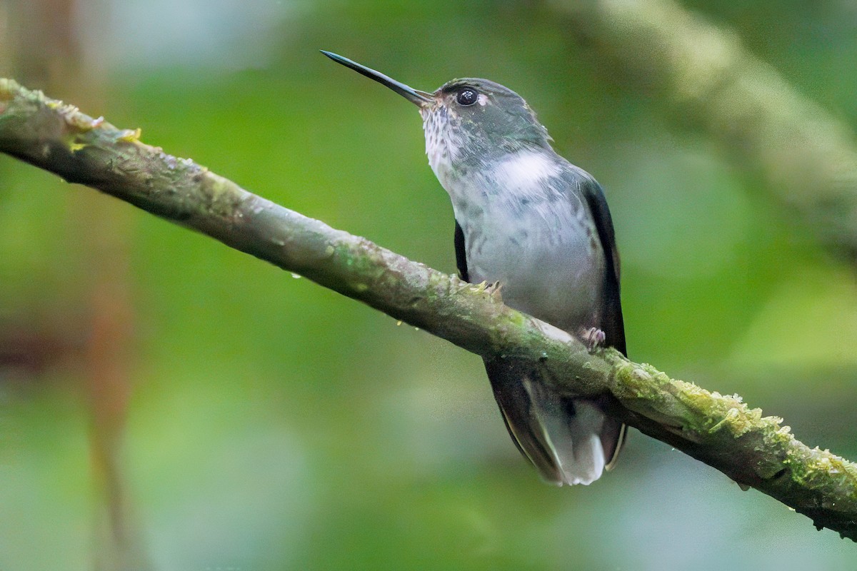 Colibri à queue mi-blanche - ML617415085