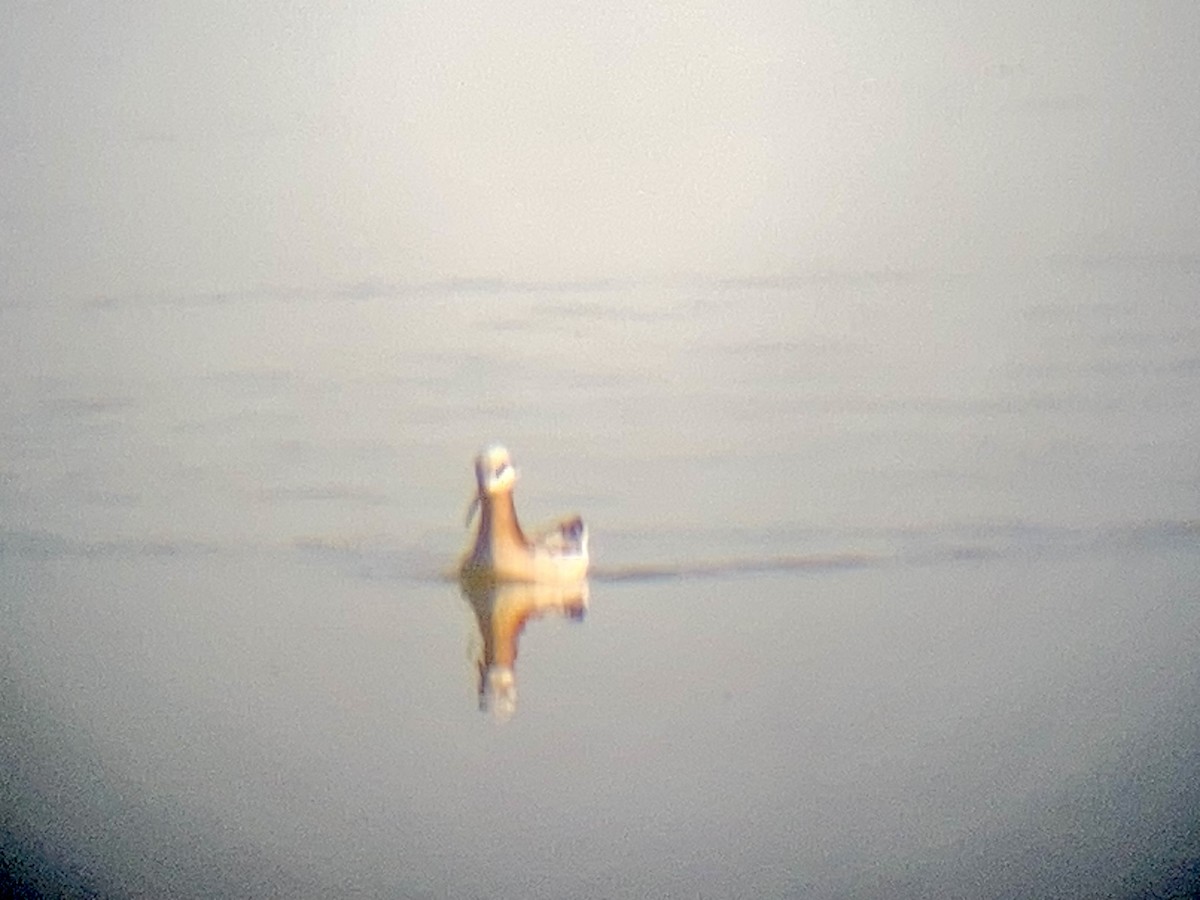 Wilson's Phalarope - ML617415099