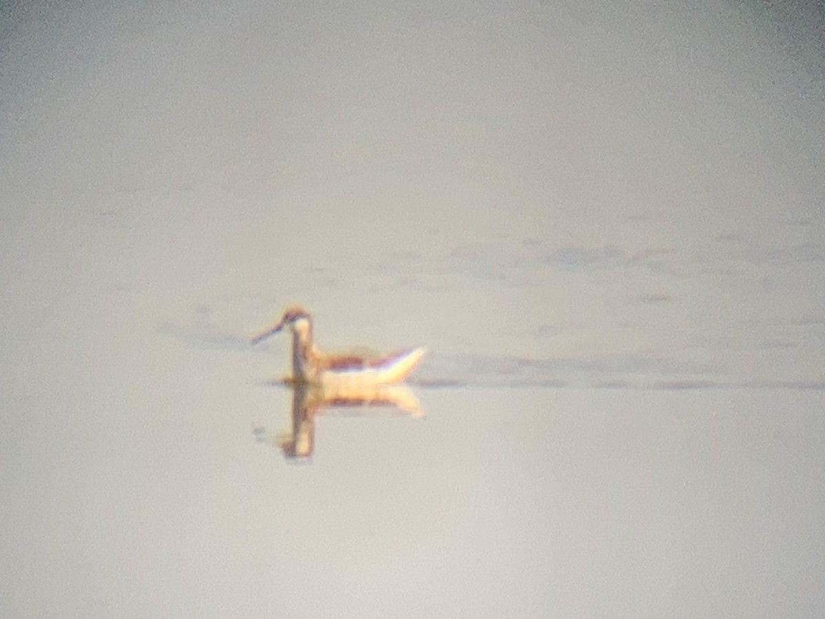 Wilson's Phalarope - ML617415100