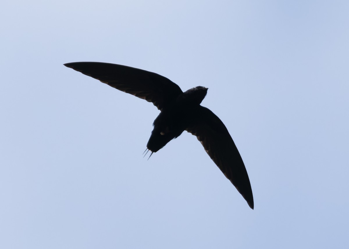 Silver-rumped Spinetail - Ayuwat Jearwattanakanok