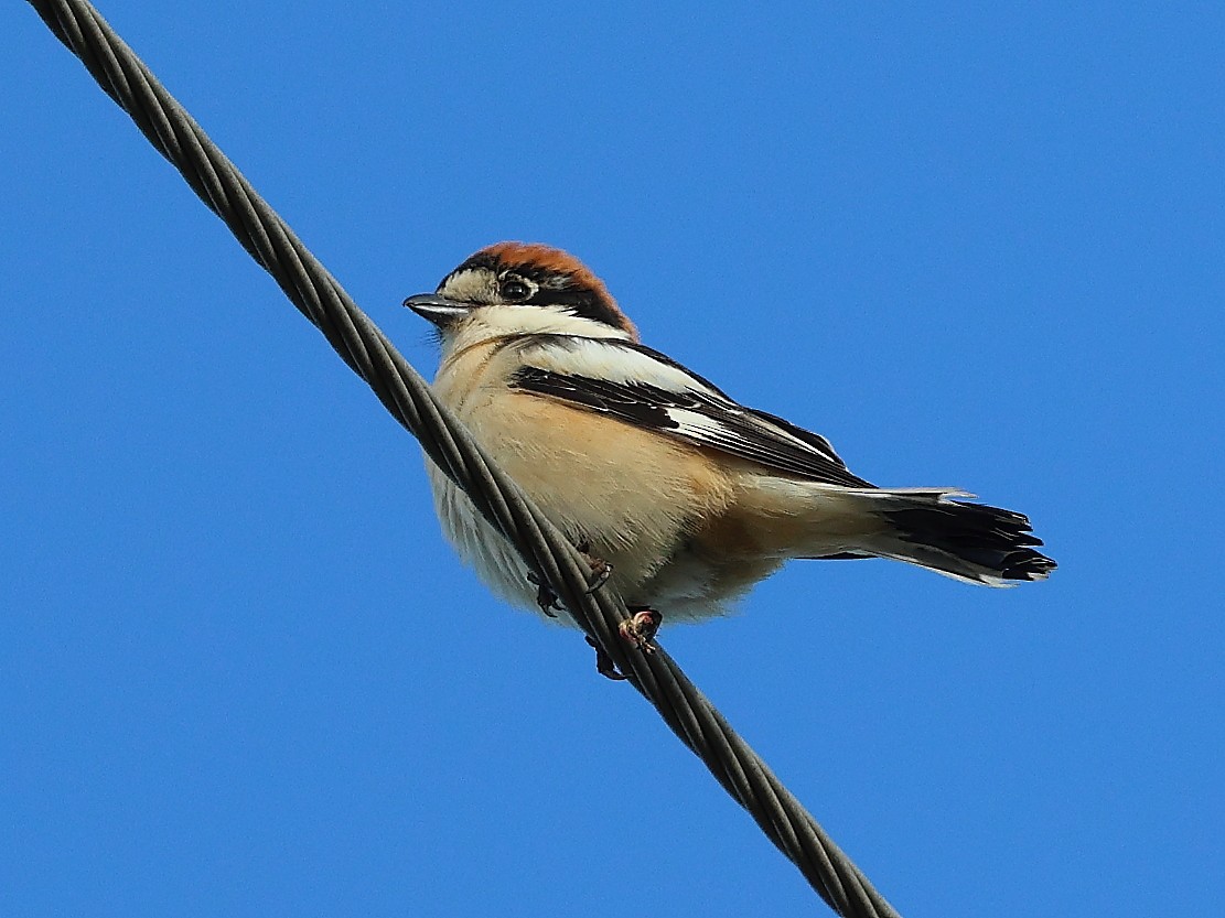 Woodchat Shrike - ML617415186