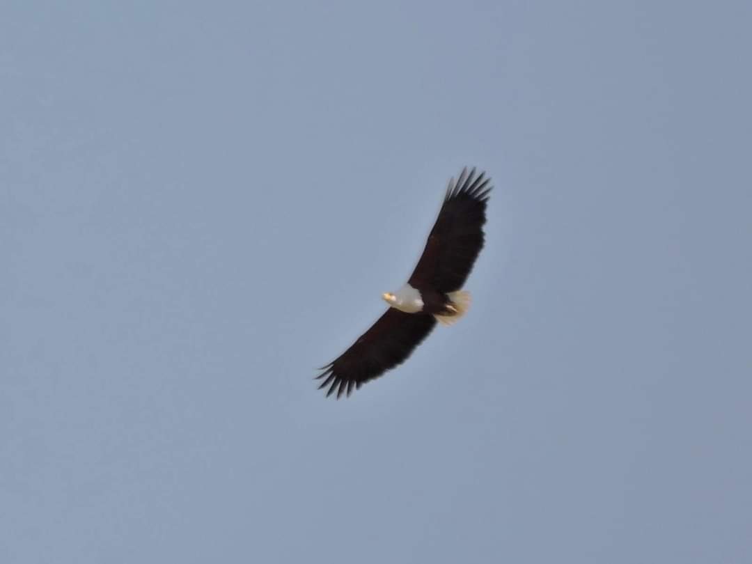 African Fish-Eagle - ML617415191