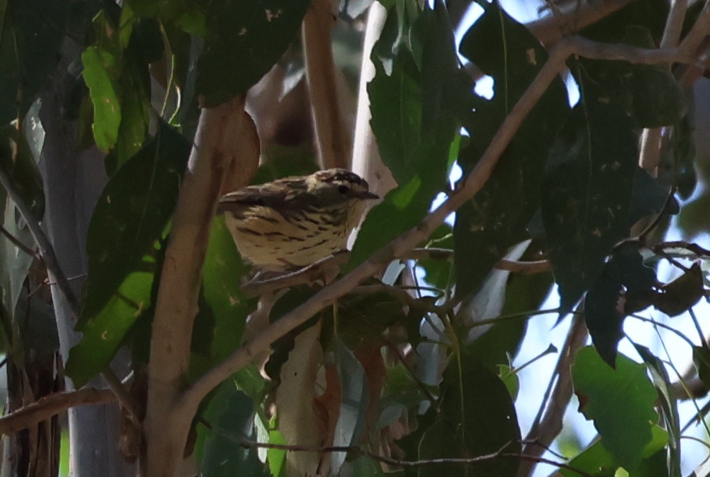 Speckled Warbler - ML617415194