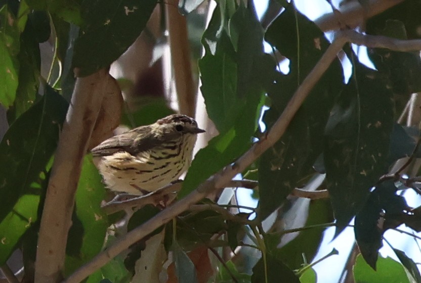 Speckled Warbler - ML617415195