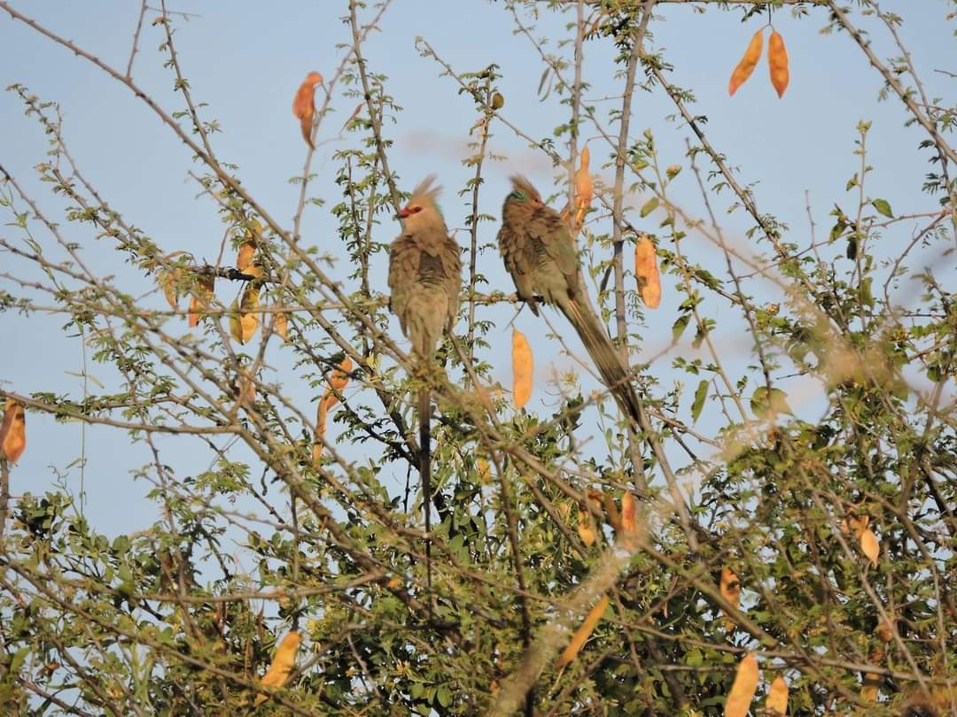 Blue-naped Mousebird - ML617415197