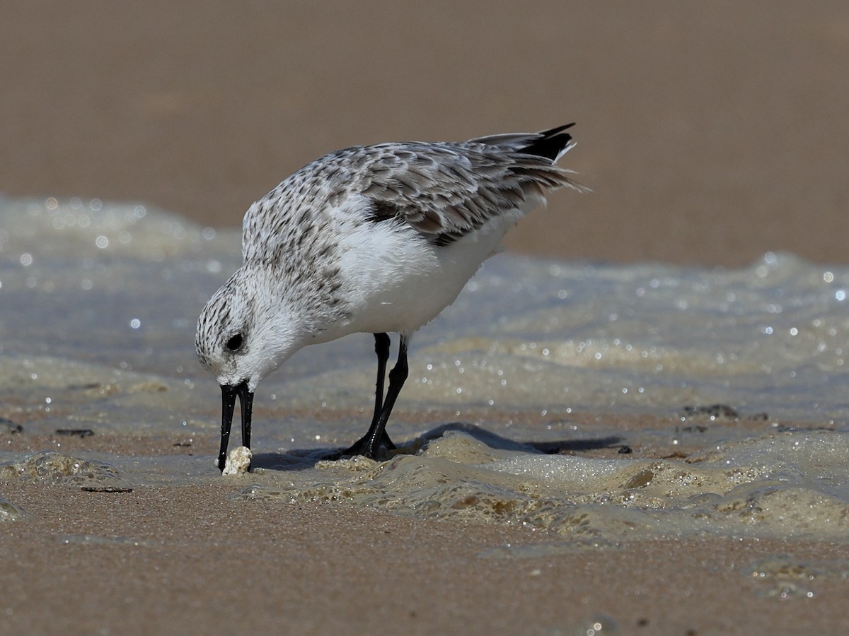 Sanderling - ML617415211