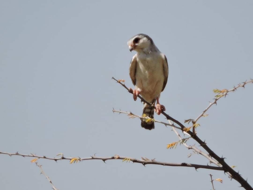 Pygmy Falcon - ML617415212