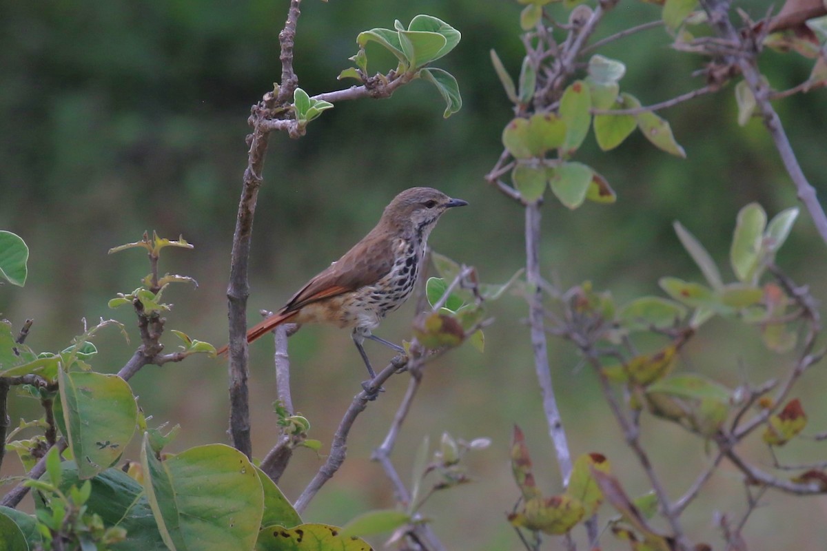 Spotted Morning-Thrush - ML617415214