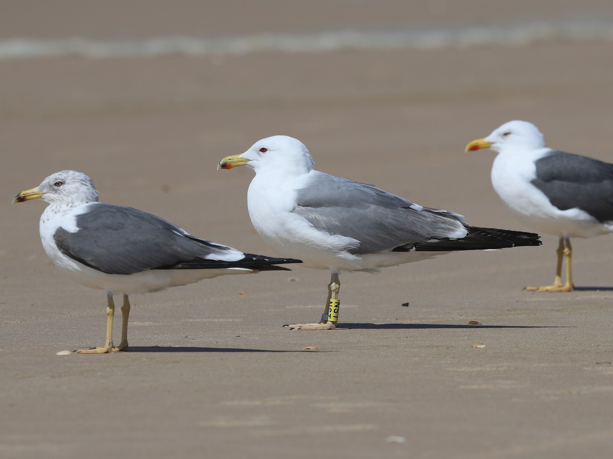 Gaviota Patiamarilla - ML617415215