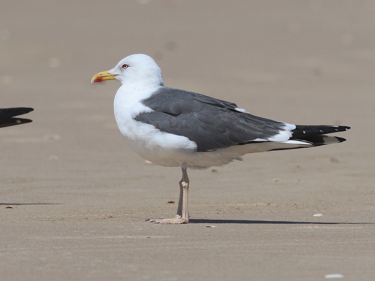 Lesser Black-backed Gull - ML617415218